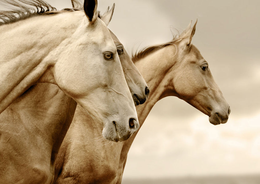 Sepia Horses